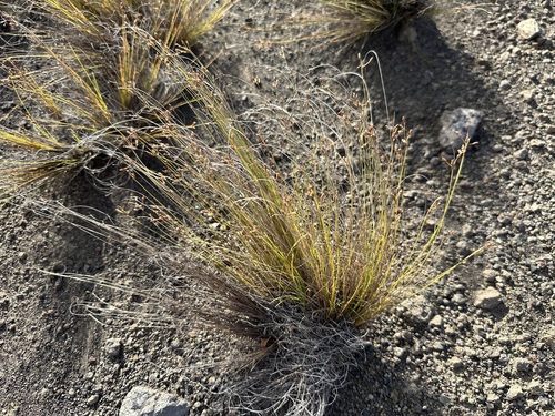 Image of Bulbostylis capillaris by (c) Jason Grant, some rights reserved (CC BY)