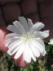 Cichorium intybus