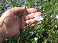Cichorium intybus