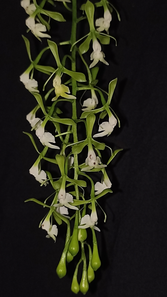 Epidendrum macroceras Schltr.