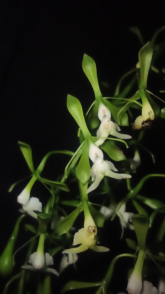 Epidendrum macroceras