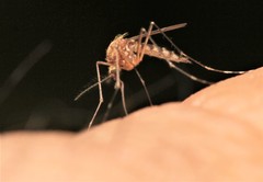 Aedes canadensis