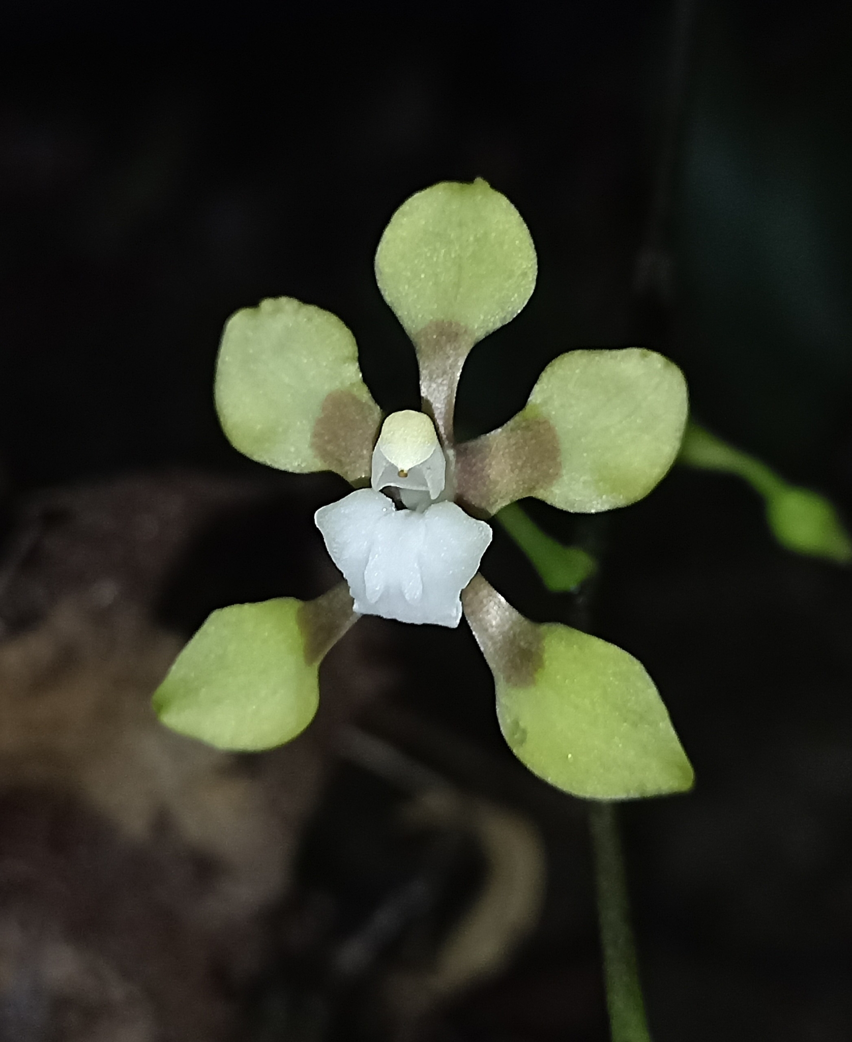 Cyrtochilum schmidt-mummii Dalström & C.Castro