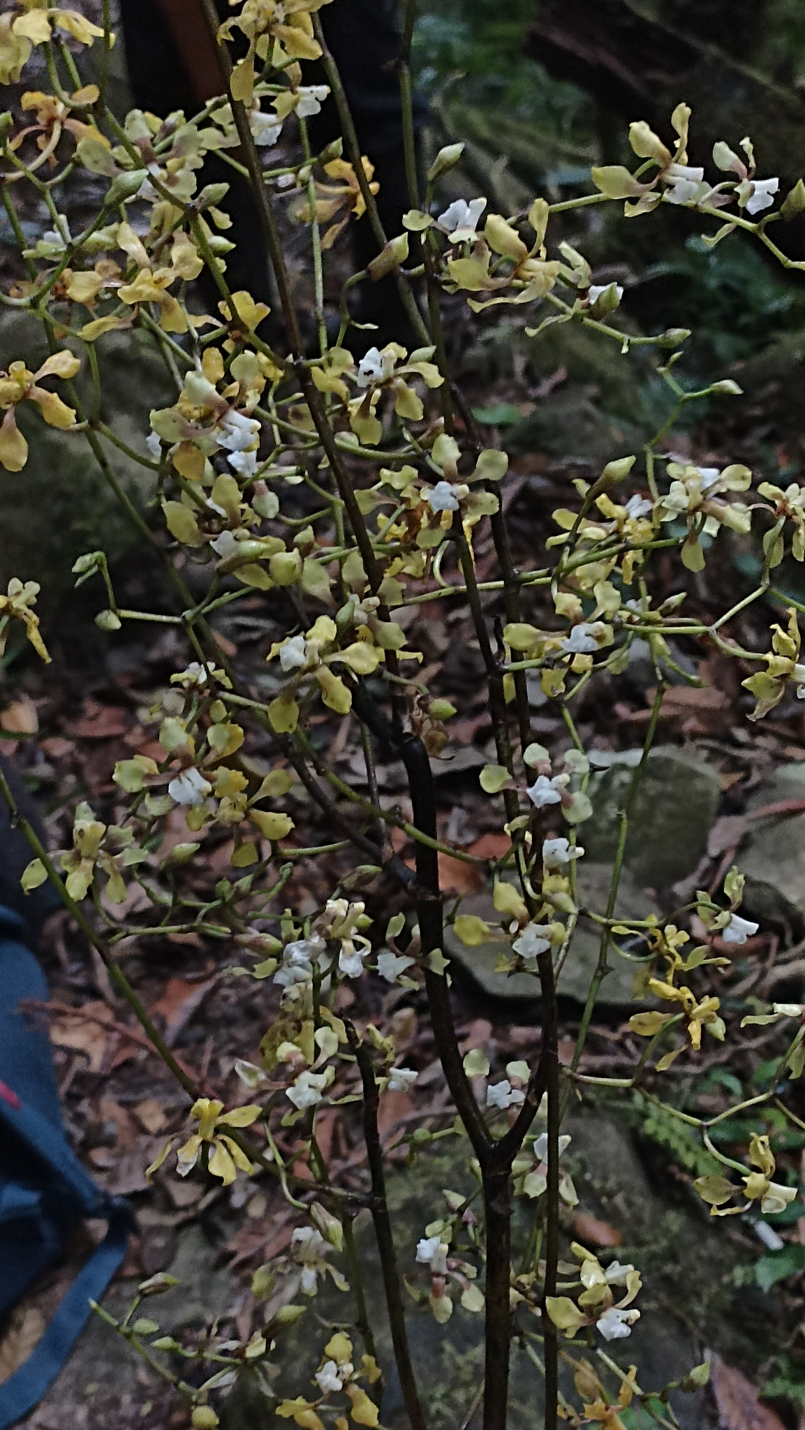 Cyrtochilum schmidt-mummii Dalström & C.Castro 3