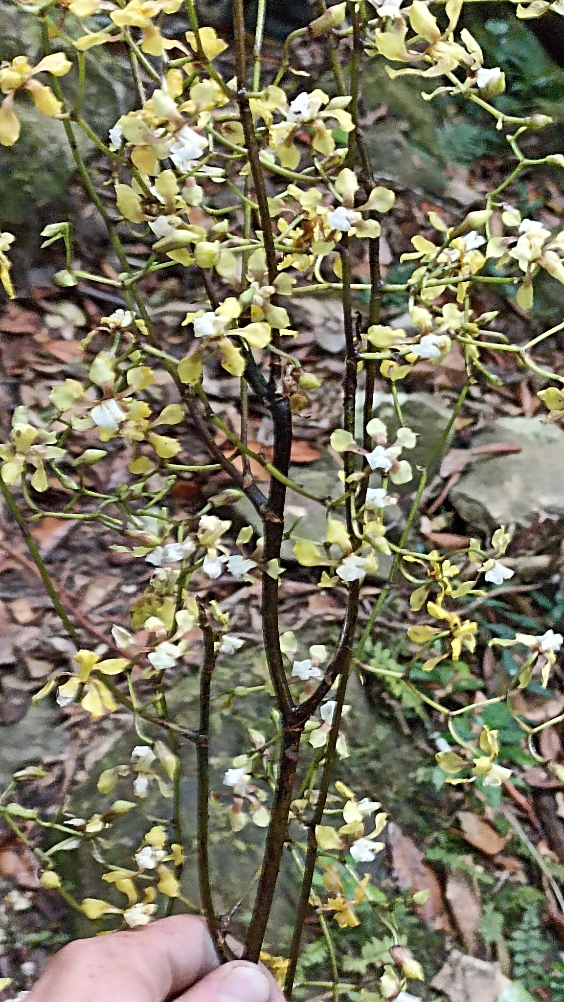 Cyrtochilum schmidt-mummii Dalström & C.Castro 2