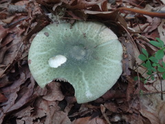 Virescentinae