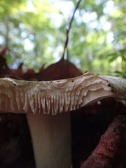 Virescentinae