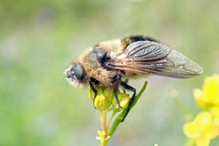 Cephenemyia