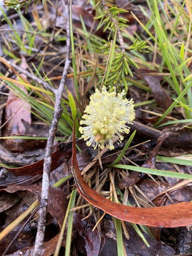 Image of Melaleuca pityoides by (c) AmandaF, some rights reserved (CC BY)