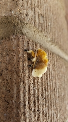 Megalopyge bissesa