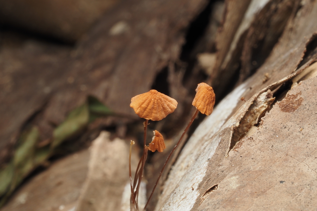 Marasmius siccus · August 2024 · photo: © camellia_l (iNaturalist, CC)