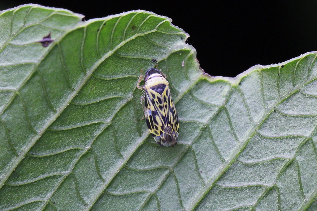 Mukaria striola