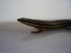 Marisora roatanae