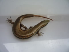 Marisora roatanae