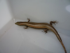 Marisora roatanae