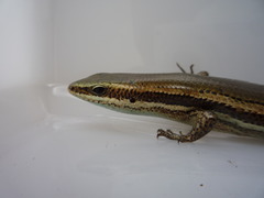 Marisora roatanae