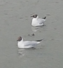 Chroicocephalus ridibundus