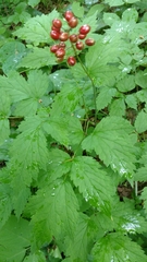 Actaea rubra rubra