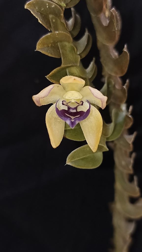 Dichaea poicillantha