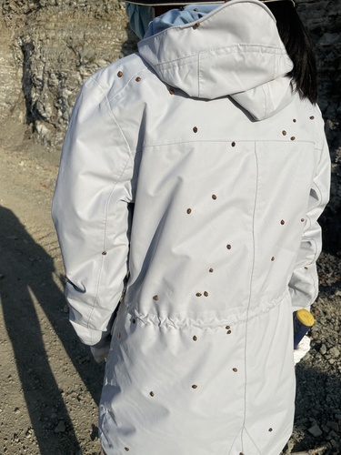 Asian Lady Beetle