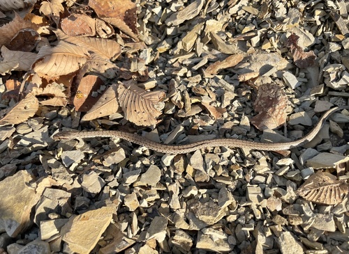 Steppe Ratsnake