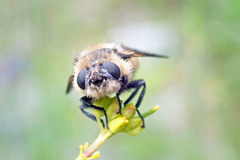 Cephenemyia