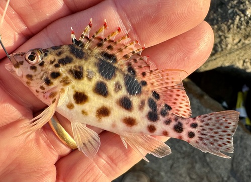 Coral hawkfish (Cirrhitichthys oxycephalus) — Cirrhitidae — 2