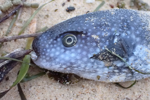 Starry toadfish (Arothron firmamentum) — Tetraodontidae — 3
