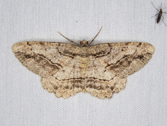 Neoalcis californiaria