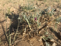 Oxytropis aciphylla