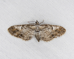 Eupithecia graefii