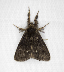 Dasychira grisefacta