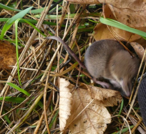 Valais Shrew
