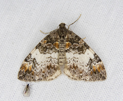 Dysstroma pseudimmanata