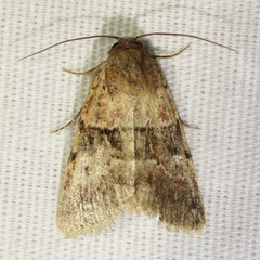 Properigea continens