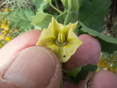 Physalis hederifolia fendleri