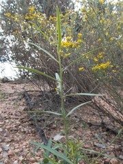 Pombalia verticillata