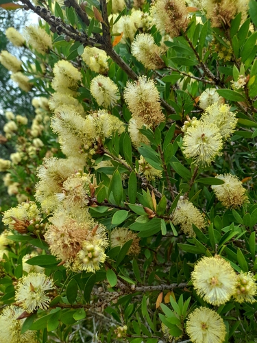 Callistemon pallidus, photographed by an iNaturalist contributor
