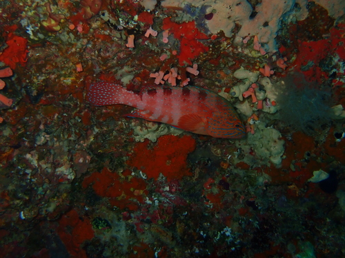 Saddle Grouper — seen at this dive site