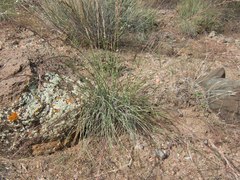 Tridens muticus muticus