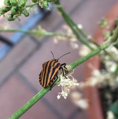 Graphosoma lineatum siciliensis