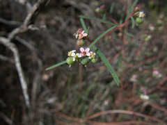 Euphorbia florida