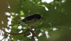 Myzomela jugularis