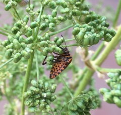 Graphosoma lineatum siciliensis