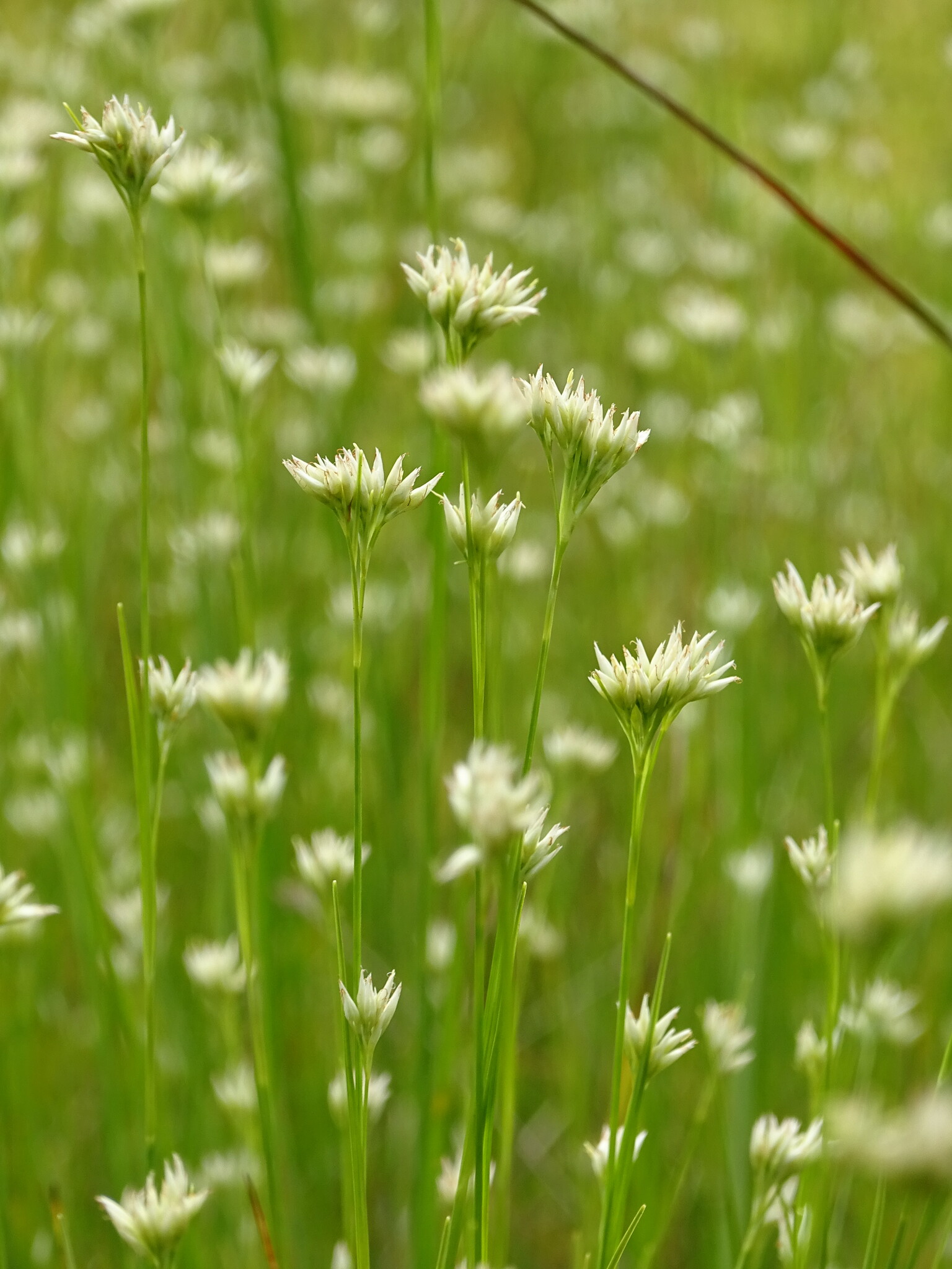 Rhynchospora alba