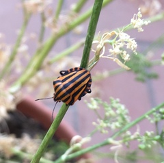 Graphosoma lineatum siciliensis