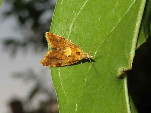 Yellow-spot Tortrix, Zuid-Holland, Nederland, photo 8 of 10