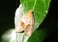Clepsis dumicolana