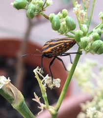 Graphosoma lineatum siciliensis