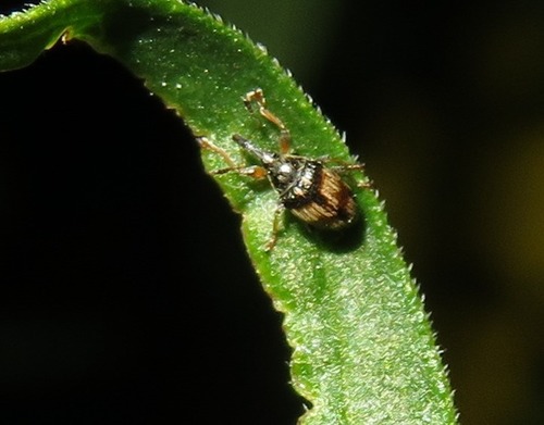 Flower Bud Weevil, Zuid-Holland, Nederland, photo 8 of 10